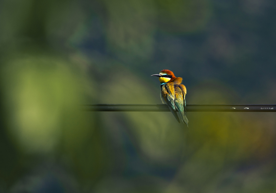 Arıkuşu » European Bee-eater » Merops apiaster