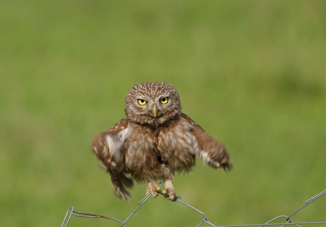 Kukumav » Little Owl » Athene noctua