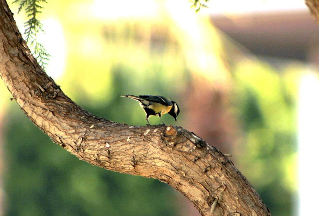 Büyük baştankara » Great Tit » Parus major