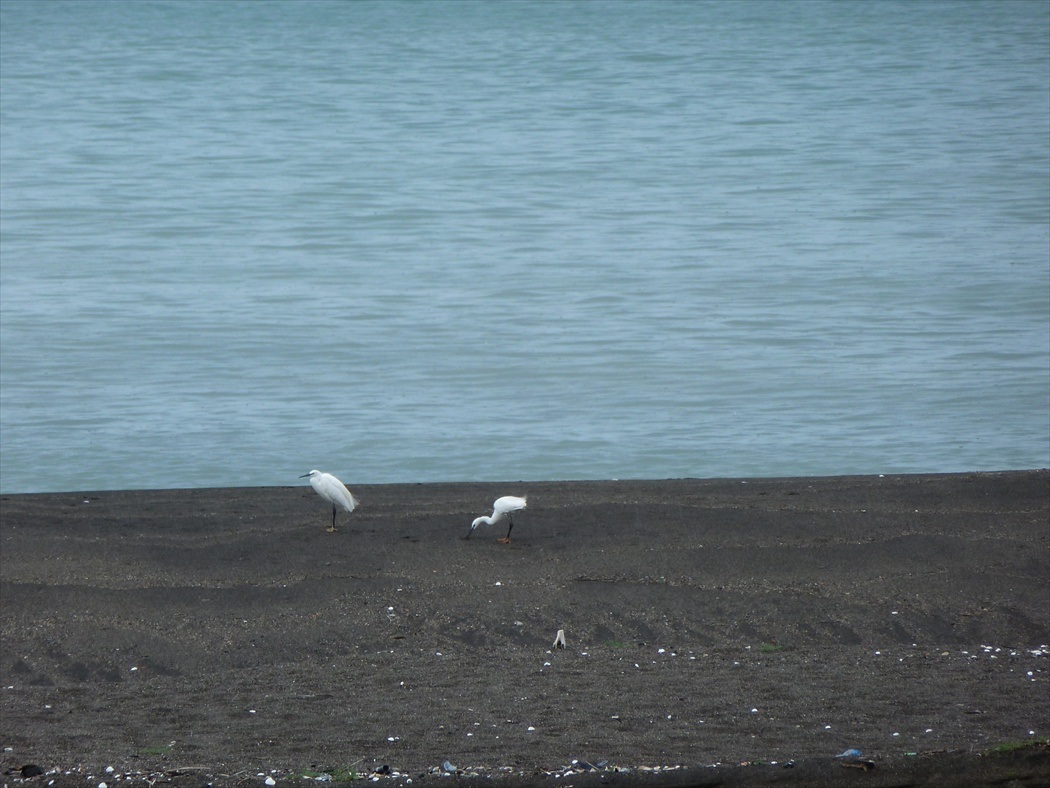 Küçük ak balıkçıl » Little Egret » Egretta garzetta