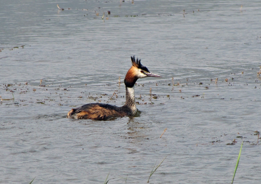 Bahri » Great Crested Grebe » Podiceps cristatus