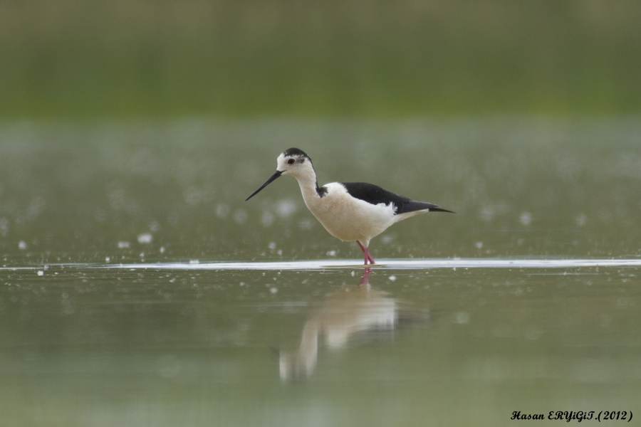 Uzunbacak » Black-winged Stilt » Himantopus himantopus