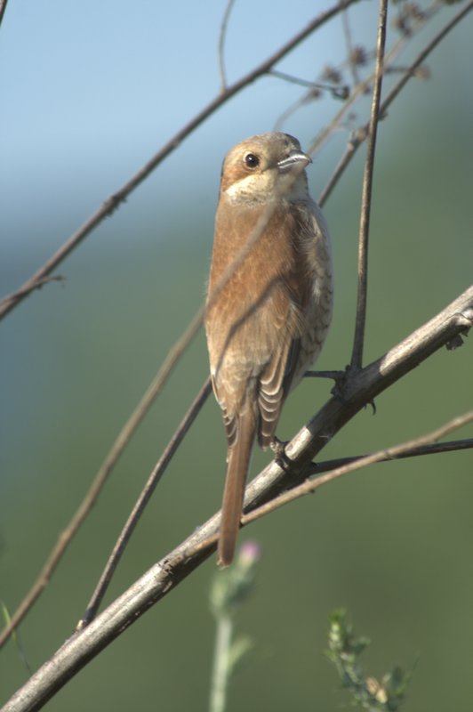 Kızılsırtlı örümcekkuşu » Red-backed Shrike » Lanius collurio