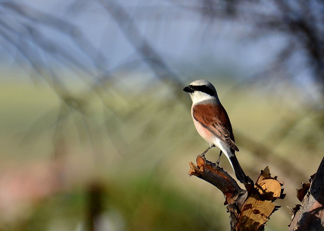 Kızılsırtlı örümcekkuşu » Red-backed Shrike » Lanius collurio