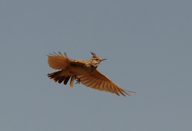 Tepeli toygar » Crested Lark » Galerida cristata