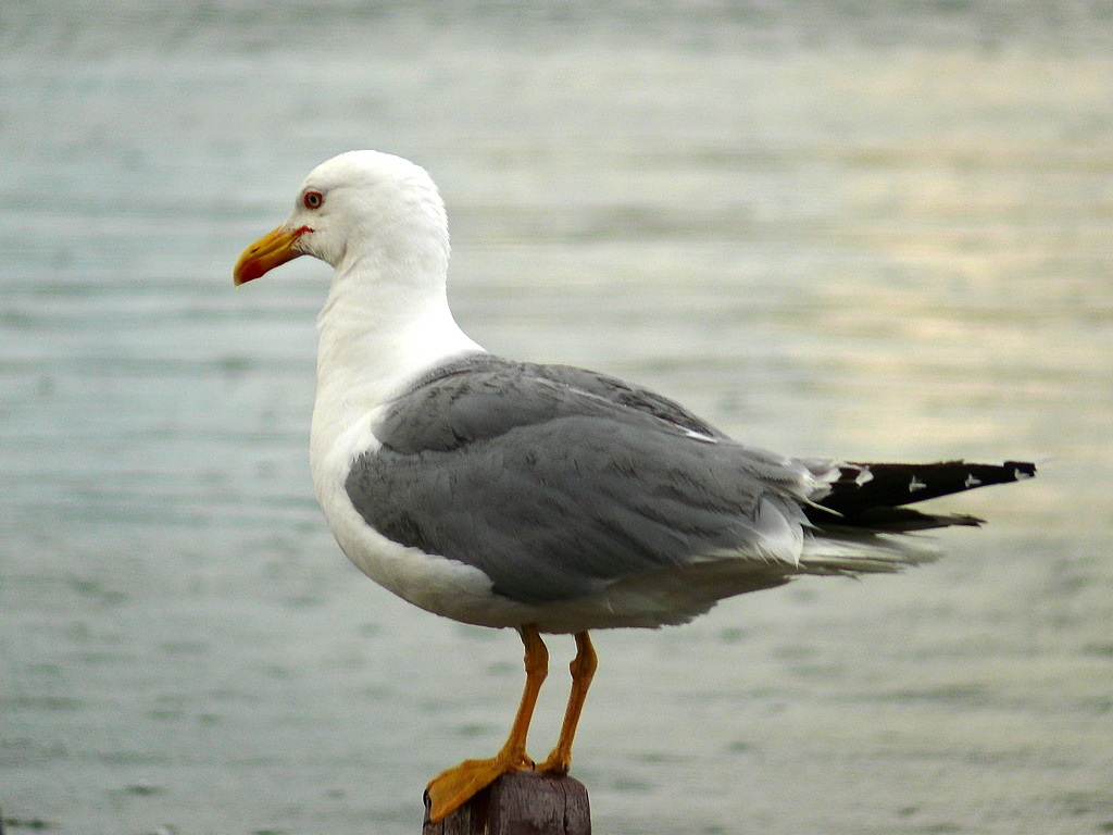 Gümüş martı » Yellow-legged Gull » Larus michahellis
