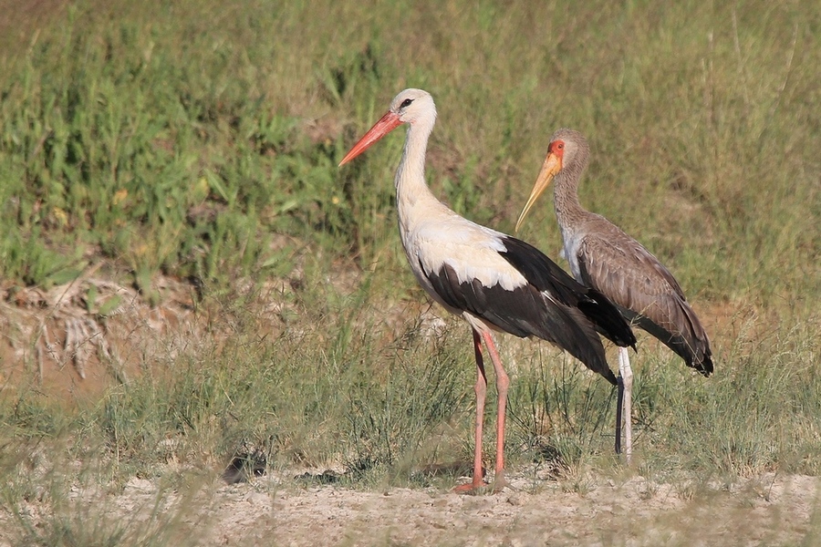 Sarıgagalı leylek » Yellow-billed Stork » Mycteria ibis