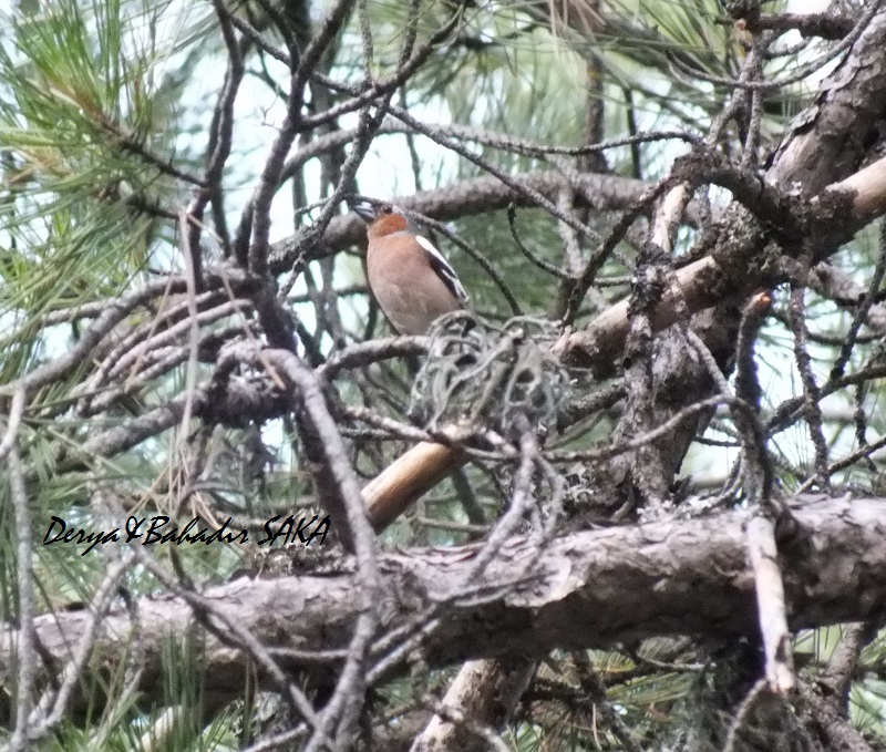 İspinoz » Common Chaffinch » Fringilla coelebs