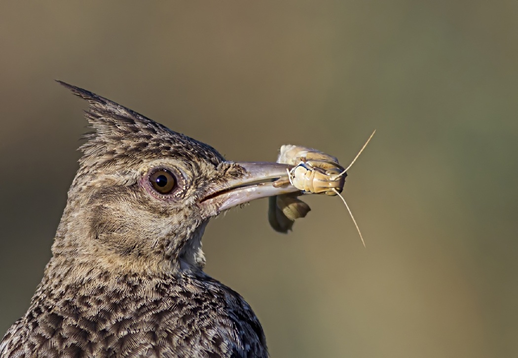 Tepeli toygar » Crested Lark » Galerida cristata