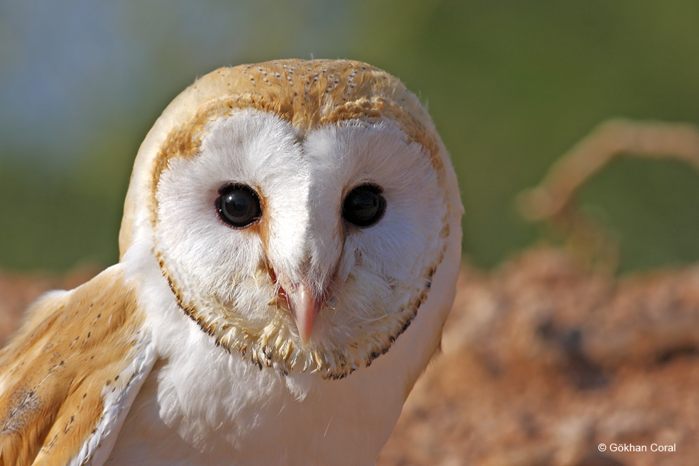 Peçeli baykuş » Western Barn Owl » Tyto alba