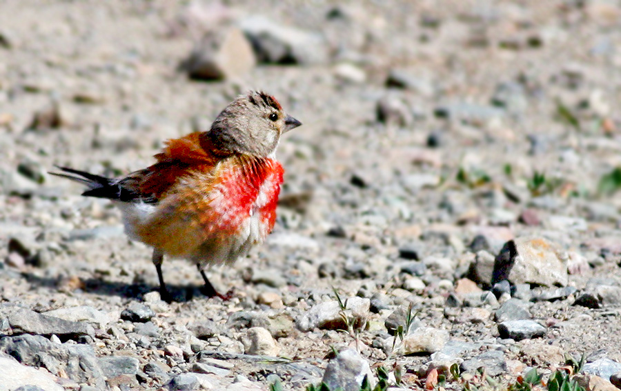 Ketenkuşu » Common Linnet » Linaria cannabina