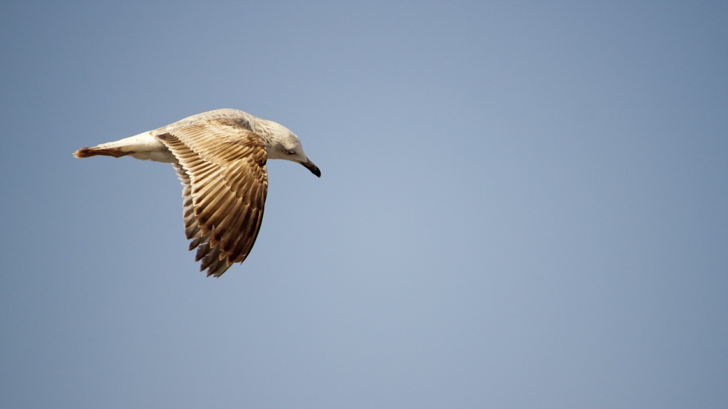Gümüş Martı » Yellow-legged Gull » Larus michahellis