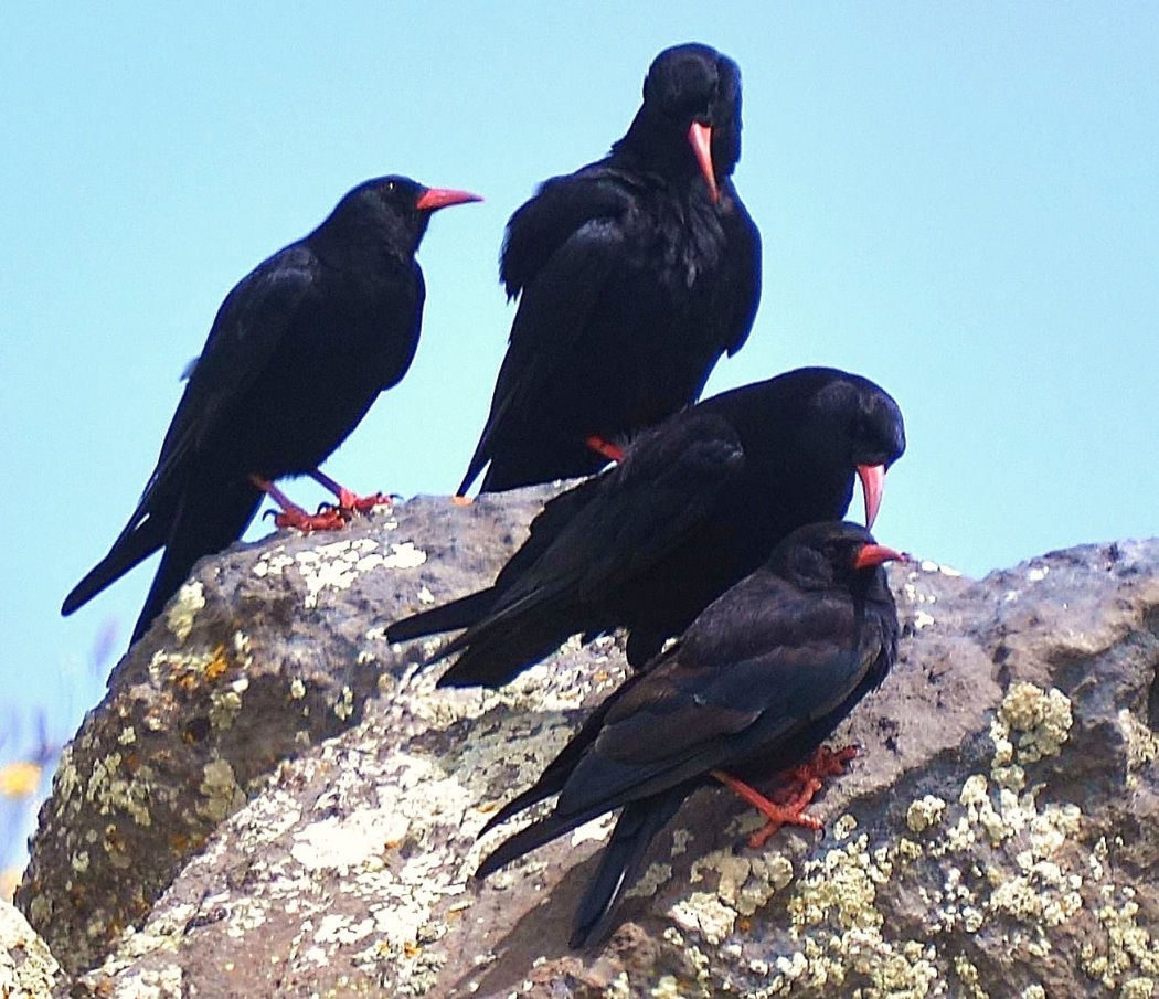 Kırmızıgagalı dağ kargası » Red-billed Chough » Pyrrhocorax pyrrhocorax