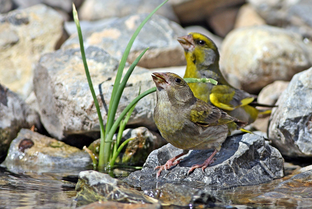 Florya » European Greenfinch » Chloris chloris
