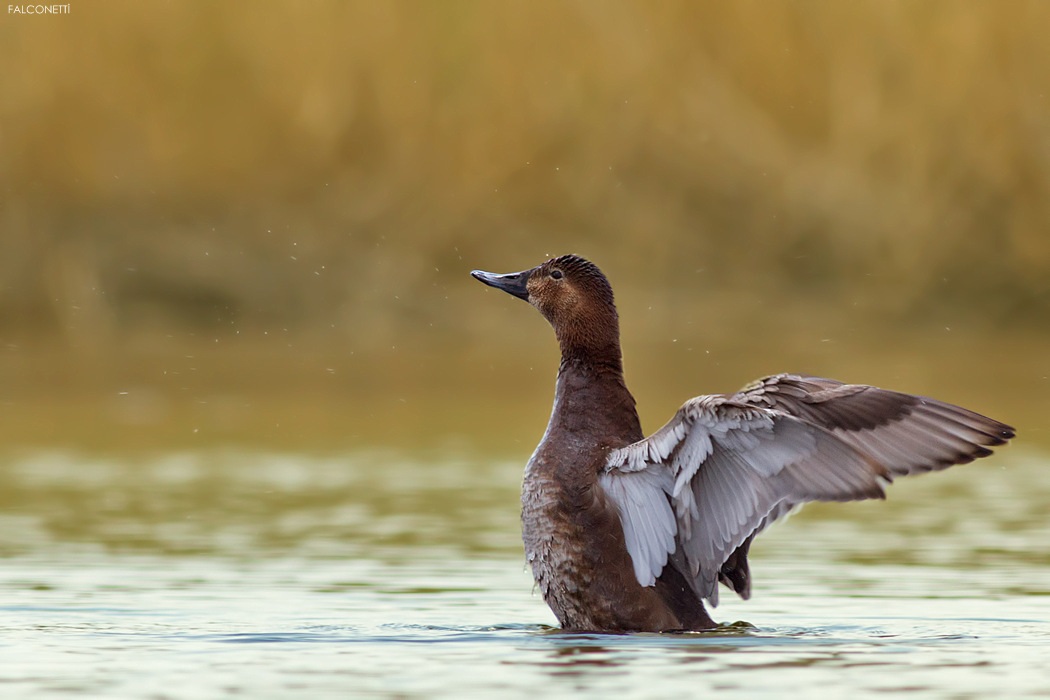 Elmabaş patka » Common Pochard » Aythya ferina