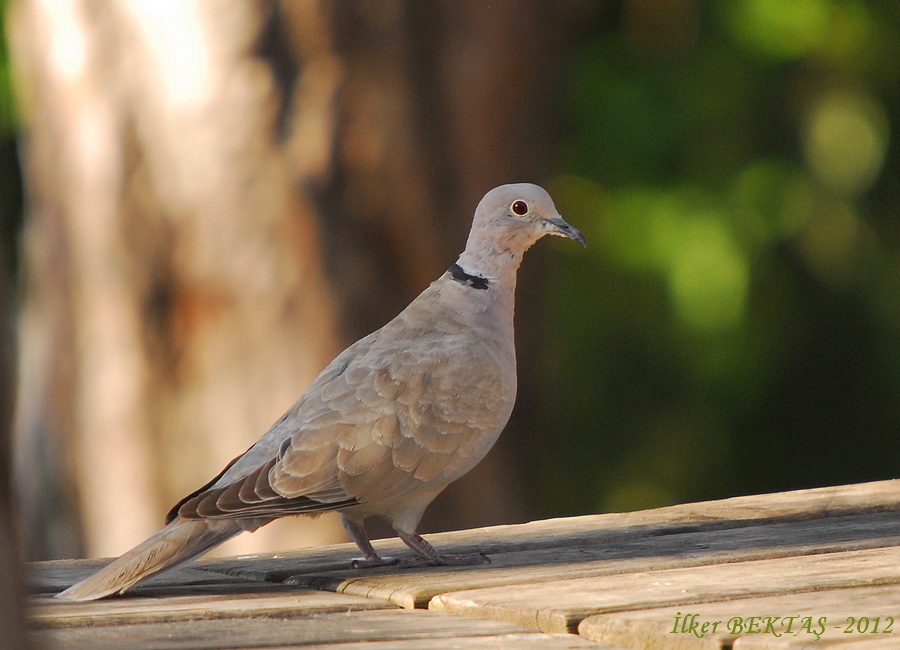 Kumru » Eurasian Collared Dove » Streptopelia decaocto