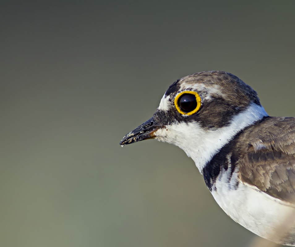 Halkalı küçük cılıbıt » Little Ringed Plover » Charadrius dubius