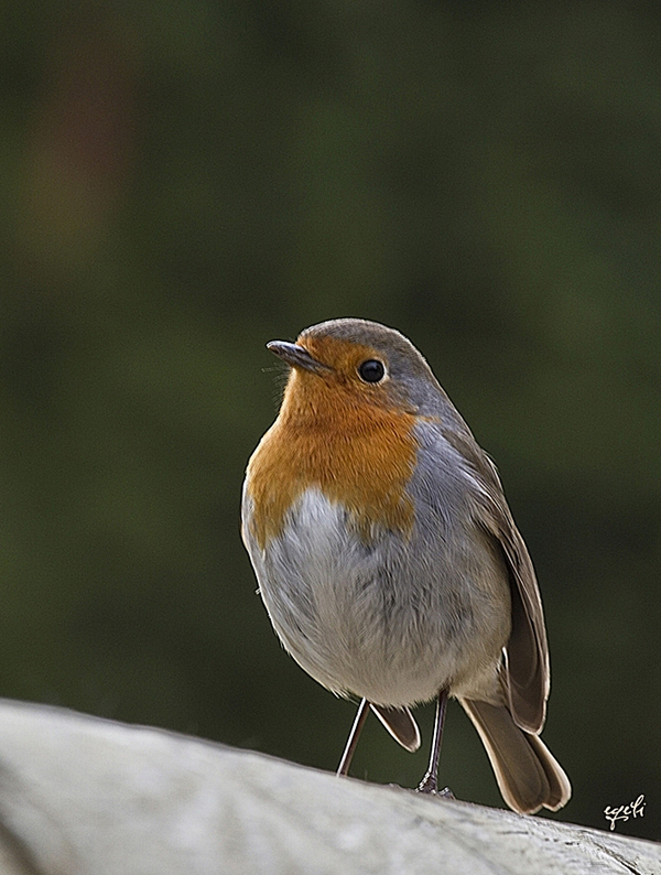 Kızılgerdan » European Robin » Erithacus rubecula