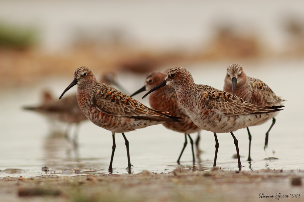 Kızıl kumkuşu » Curlew Sandpiper » Calidris ferruginea