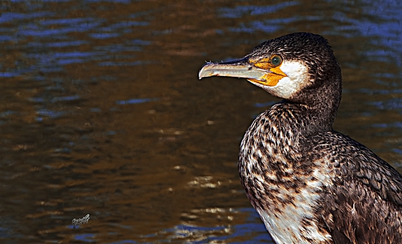 Karabatak » Great Cormorant » Phalacrocorax carbo