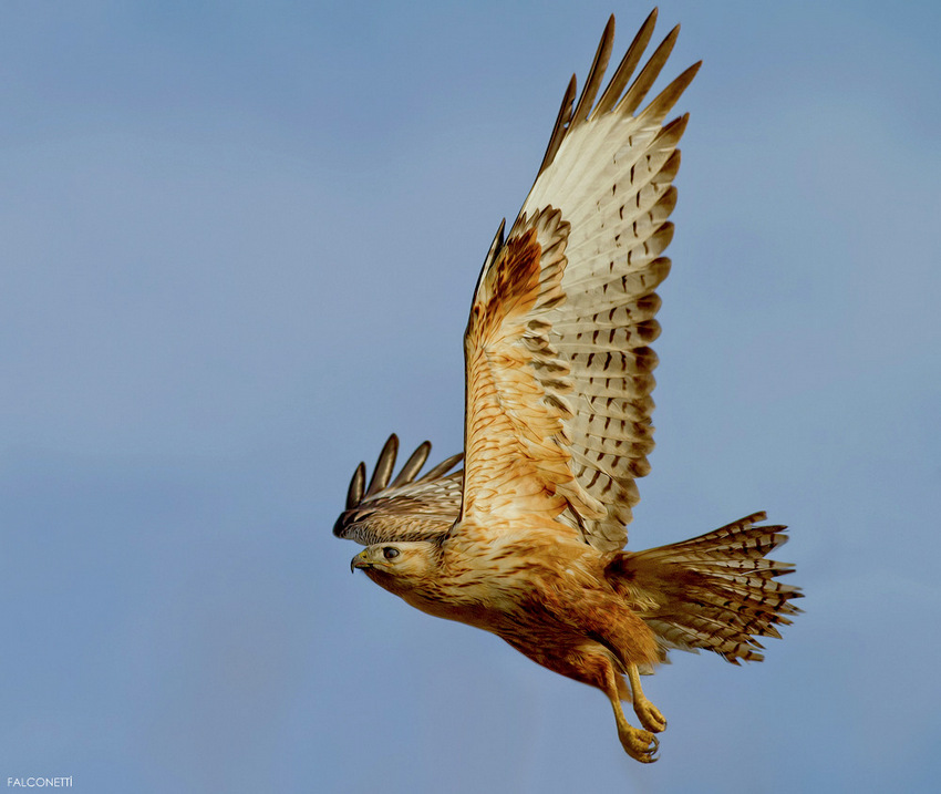 Kızıl şahin » Long-legged Buzzard » Buteo rufinus