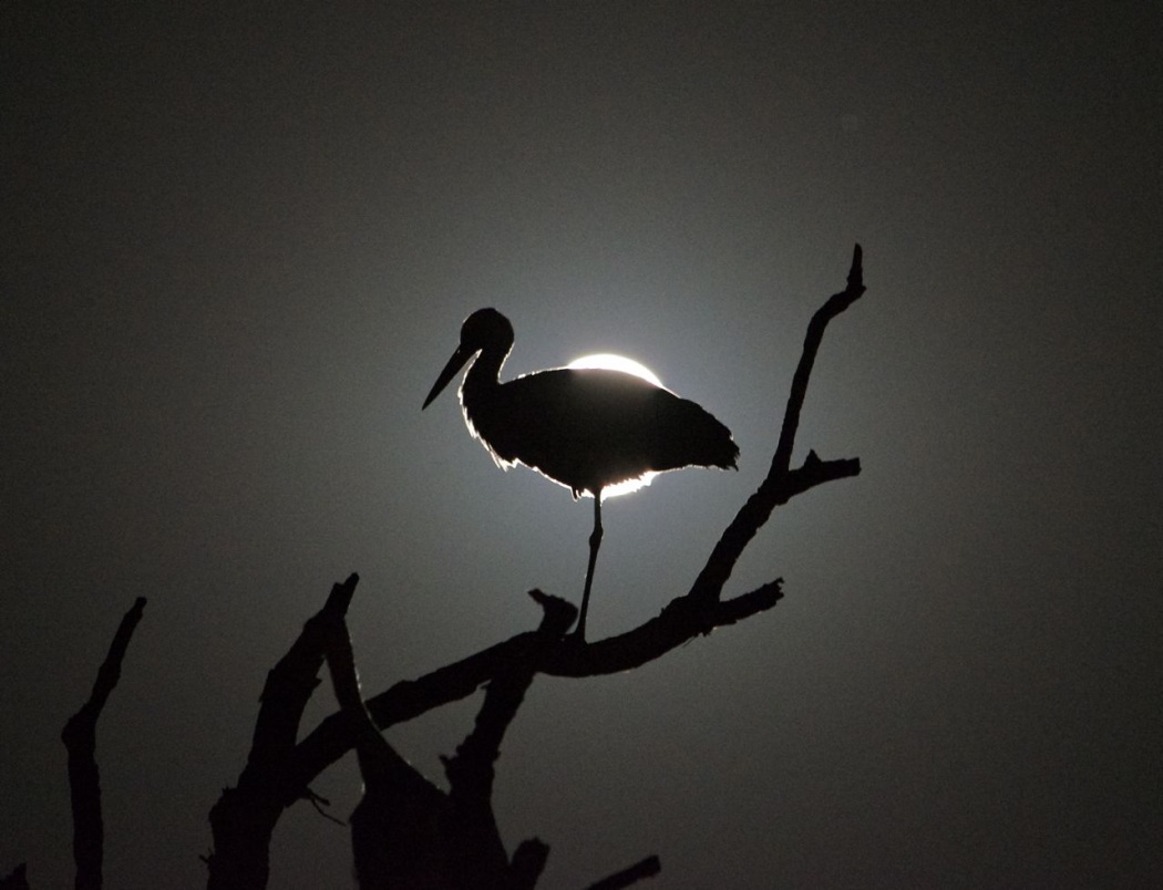 Leylek » White Stork » Ciconia ciconia