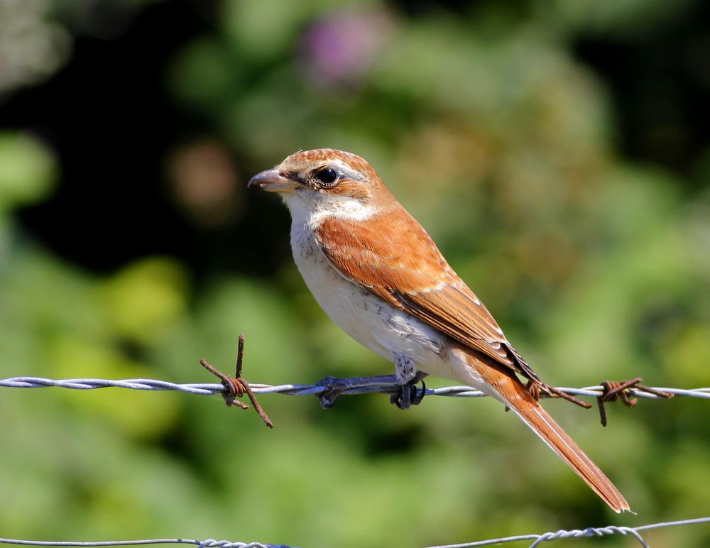 Kızılsırtlı örümcekkuşu » Red-backed Shrike » Lanius collurio
