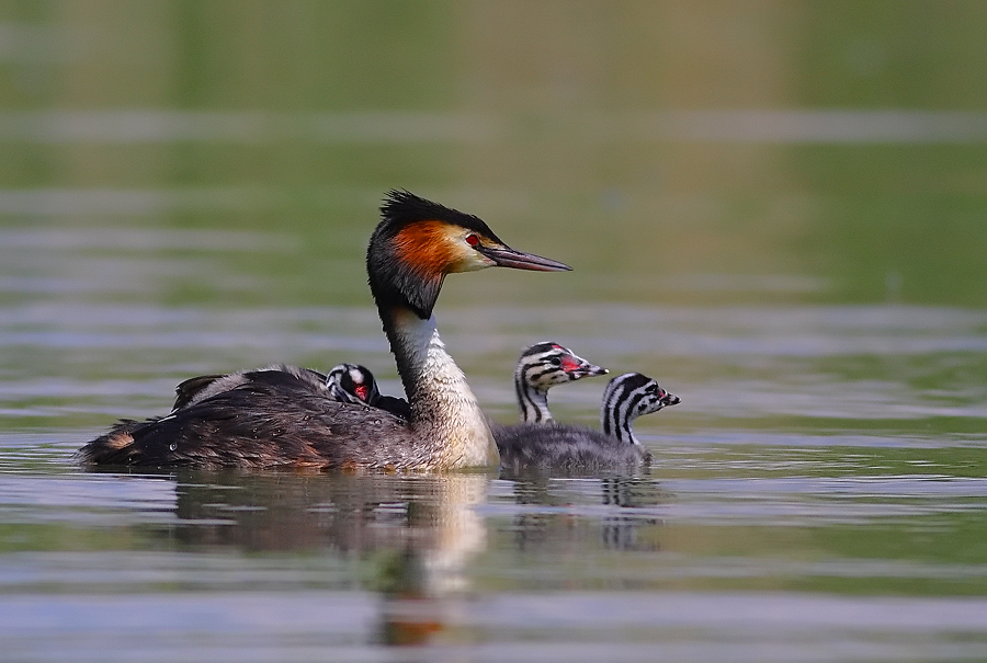 Bahri » Great Crested Grebe » Podiceps cristatus