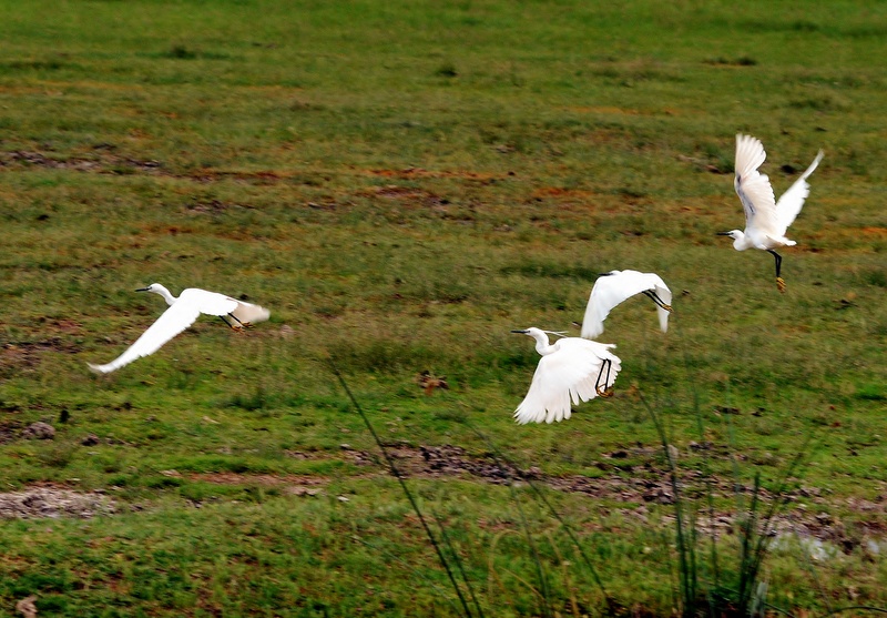 Küçük ak balıkçıl » Little Egret » Egretta garzetta