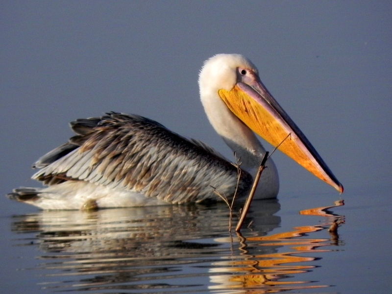Ak pelikan