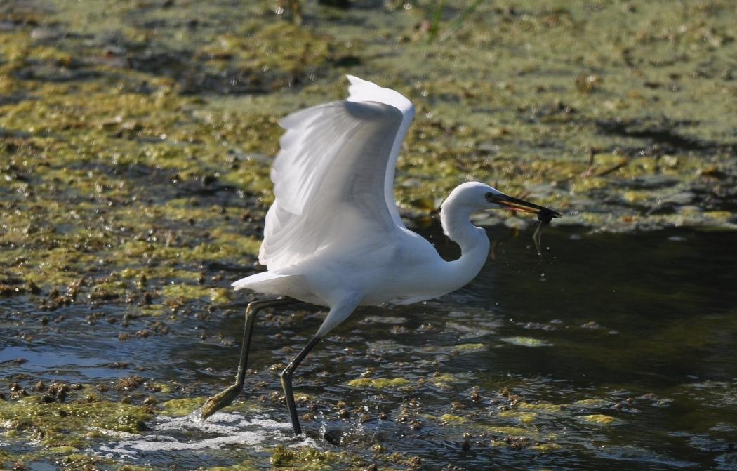 Küçük ak balıkçıl » Little Egret » Egretta garzetta