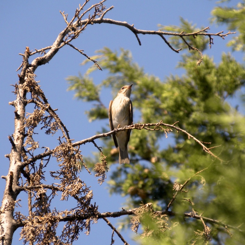 Benekli sinekkapan » Spotted Flycatcher » Muscicapa striata