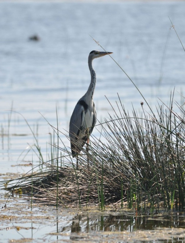 Gri balıkçıl » Grey Heron » Ardea cinerea