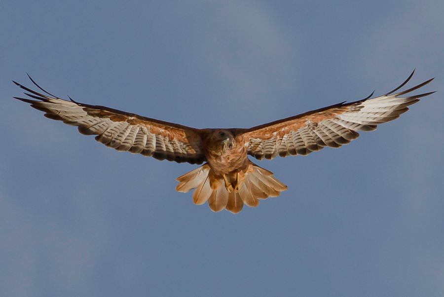 Kızıl şahin » Long-legged Buzzard » Buteo rufinus