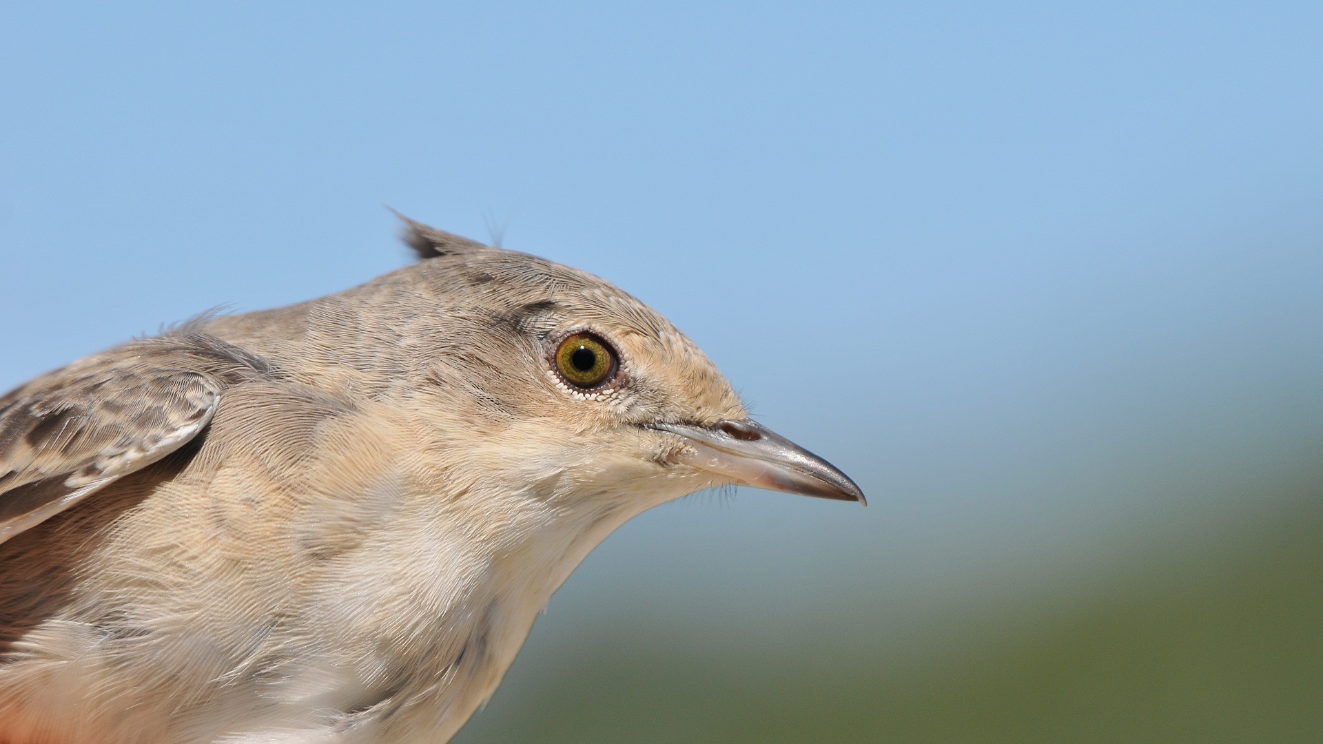 Çizgili ötleğen » Barred Warbler » Sylvia nisoria