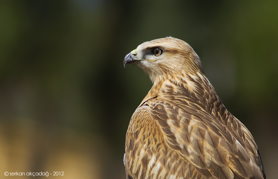 Kızıl şahin » Long-legged Buzzard » Buteo rufinus
