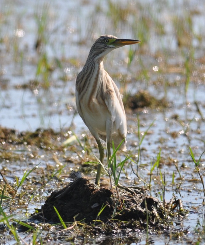 Alaca balıkçıl » Squacco Heron » Ardeola ralloides