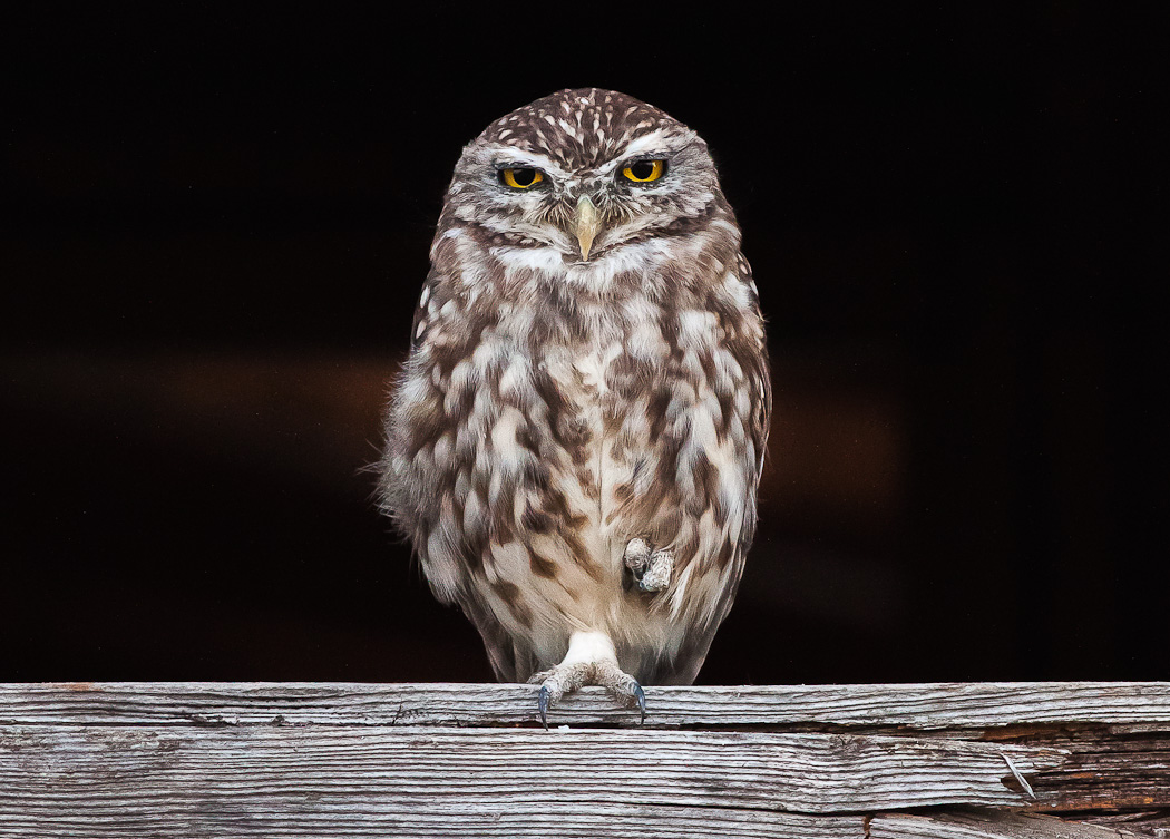 Kukumav » Little Owl » Athene noctua