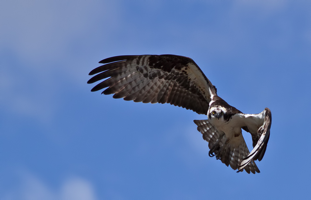 Balık kartalı » Osprey » Pandion haliaetus