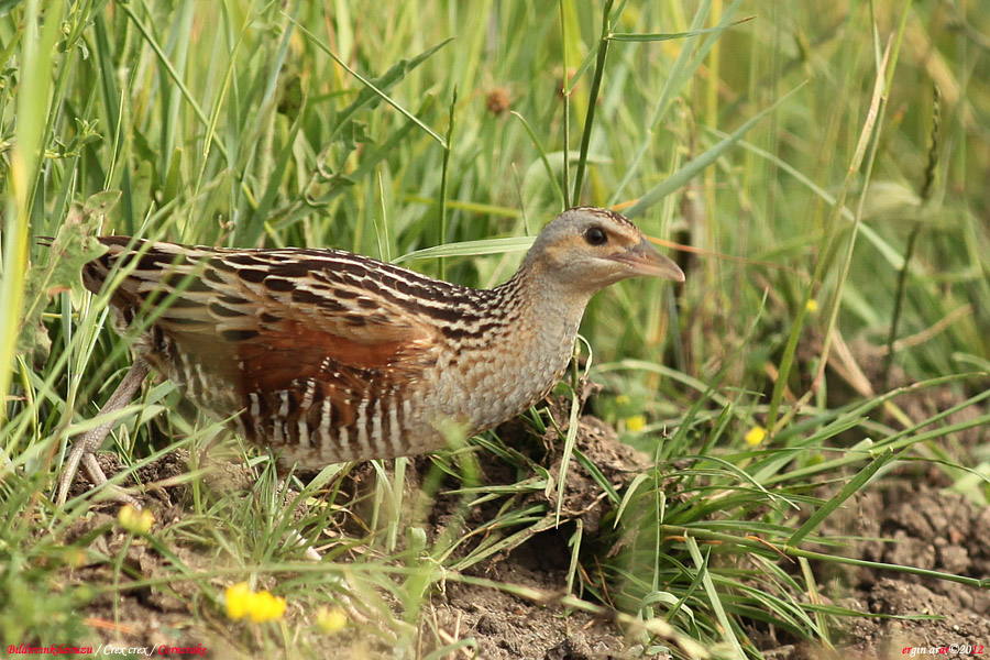 Bıldırcınkılavuzu » Corn Crake » Crex crex