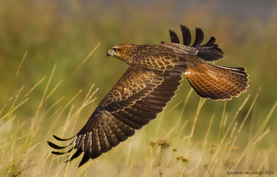 Kızıl şahin » Long-legged Buzzard » Buteo rufinus