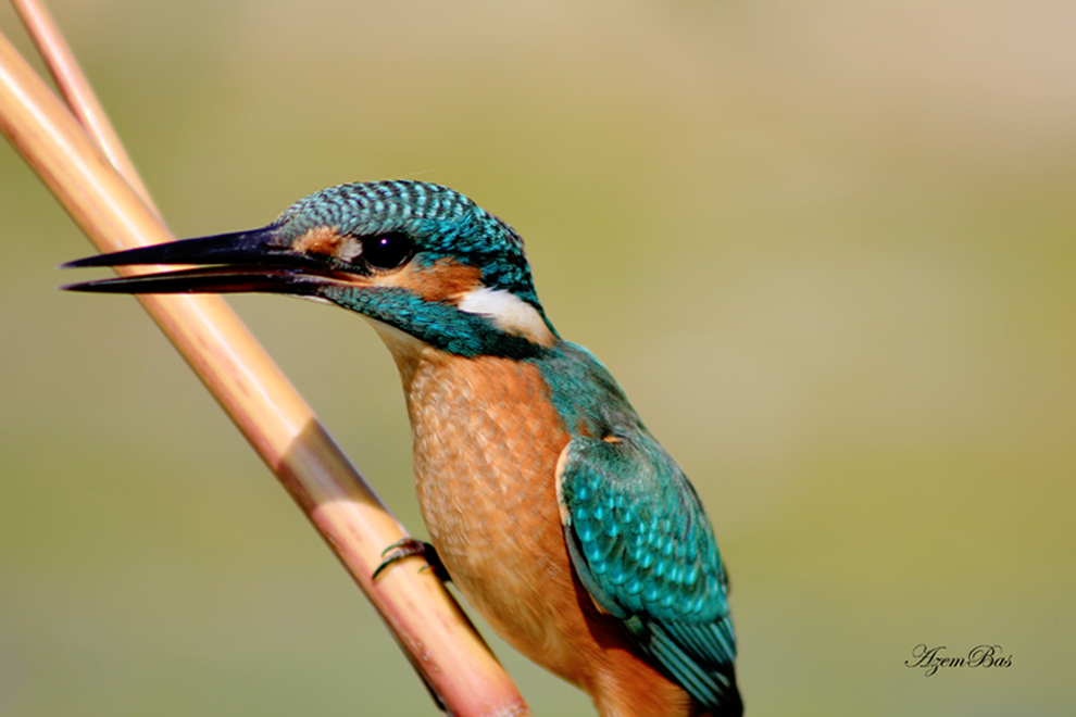 Yalıçapkını » Common Kingfisher » Alcedo atthis