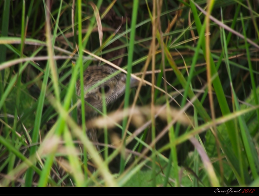 Bıldırcın » Common Quail » Coturnix coturnix