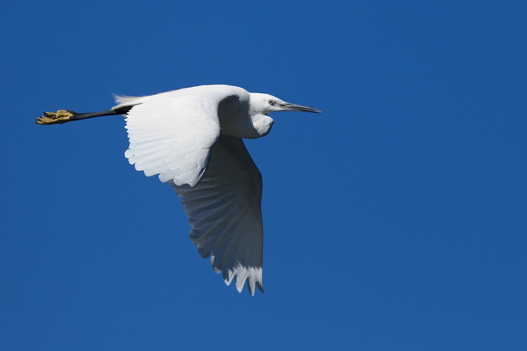 Küçük ak balıkçıl » Little Egret » Egretta garzetta