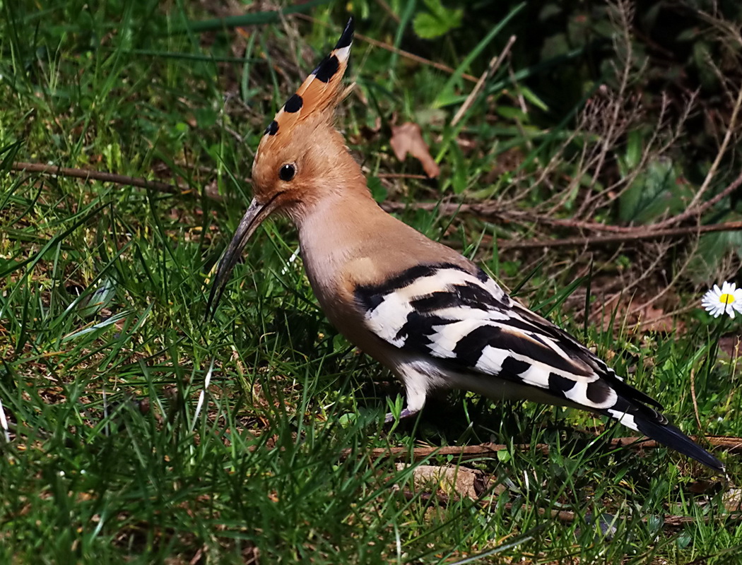 İbibik » Common Hoopoe » Upupa epops