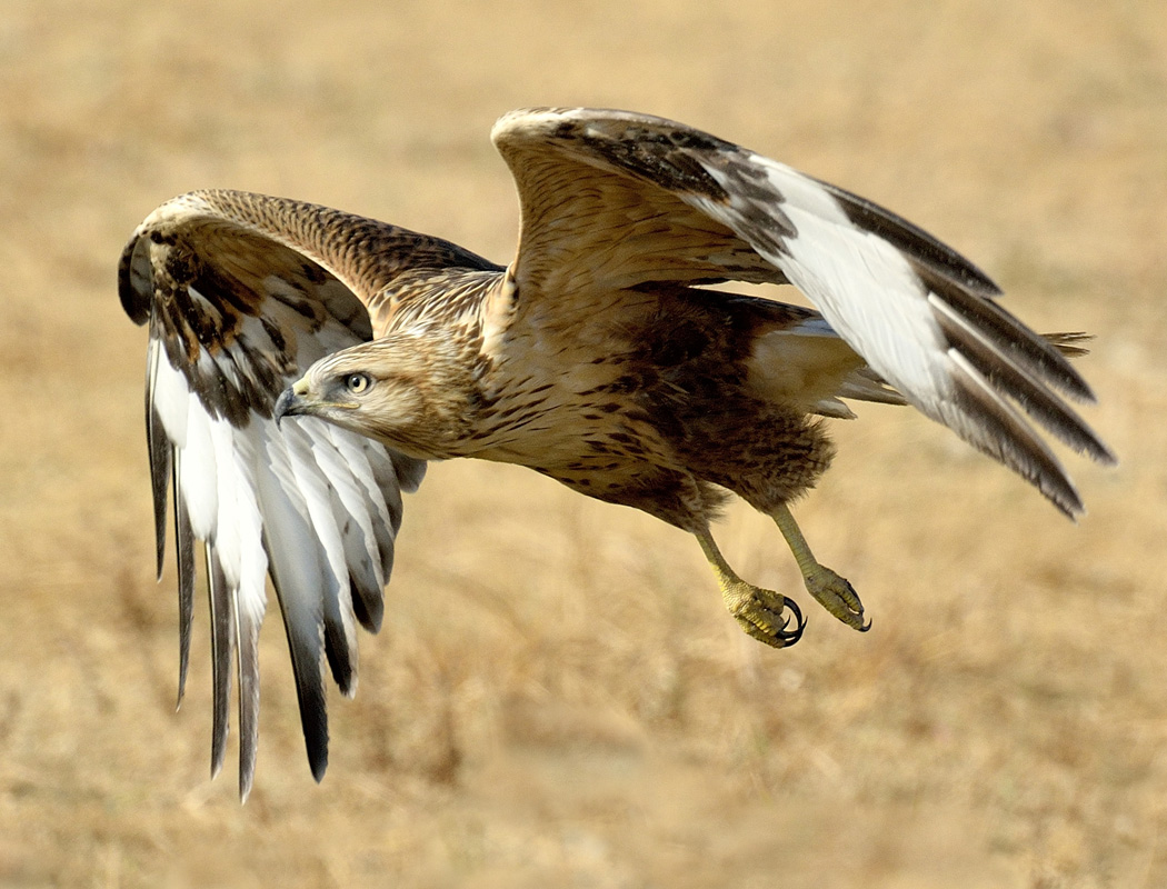 Kızıl şahin » Long-legged Buzzard » Buteo rufinus