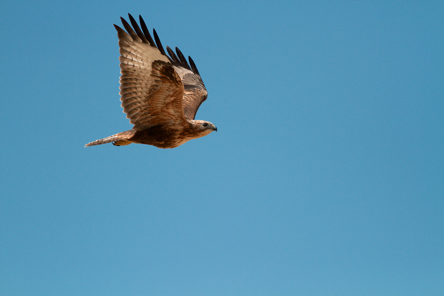 Kızıl şahin » Long-legged Buzzard » Buteo rufinus