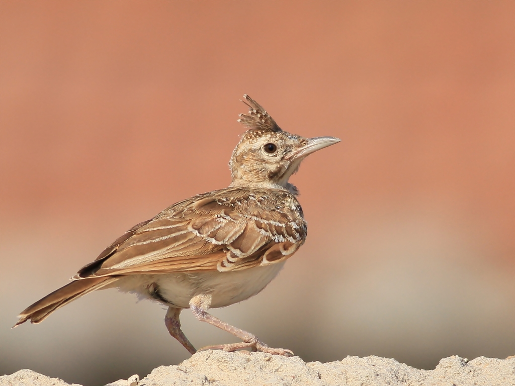 Tepeli toygar » Crested Lark » Galerida cristata