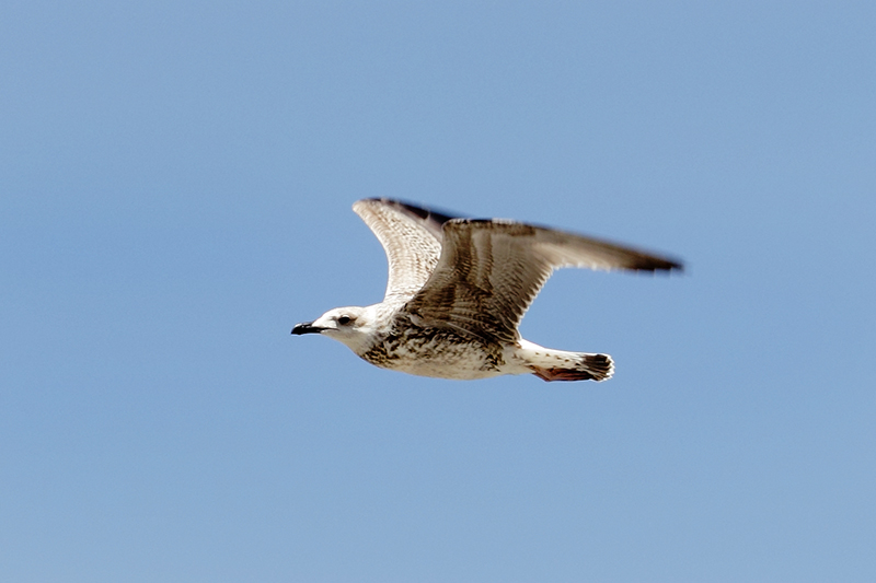 Gümüş martı » Yellow-legged Gull » Larus michahellis