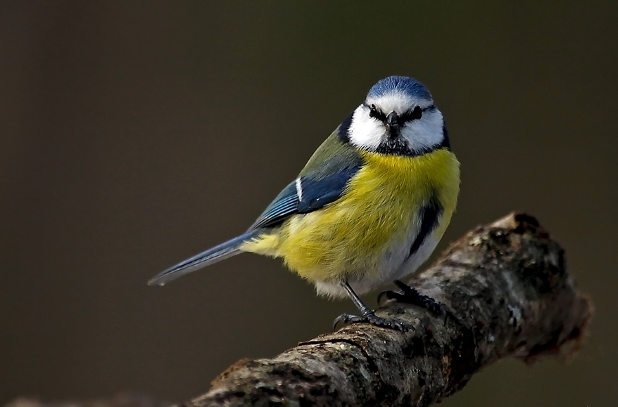 Mavi baştankara » Eurasian Blue Tit » Cyanistes caeruleus